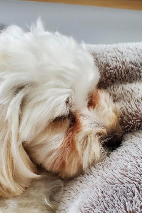 涙やけで悩んでいた頃の風羽ちゃん